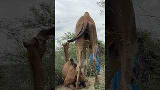 م ش ه د ت ز او ج ال ج م ال ف ي الص ح ر اء ع ل ى الط ب يع ة 