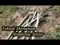 Download Lagu Cara Menanam Singkong Sayur || Stek Batang Singkong Sayur Anti Gagal
