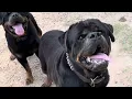 Bigg boss Rottweiler kennel