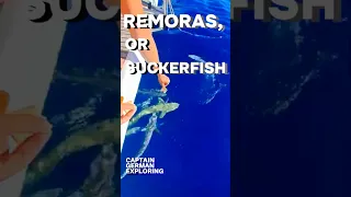 🐟 REMORAS, OR SUCKERFISH — OUR STRAY PUPPIES? DINA IS FEEDING THEM 🙂