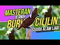 Download Lagu MASTER BURUNG CILILIN SUARA JERNIH | MASTERAN BURUNG CILILIN ASLI ALAM LIAR #cililin #cililingacor