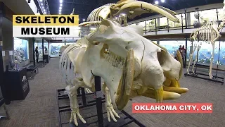 Bone Museum Oklahoma - Museum Of Osteology
