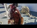 FISHING ON THE SOUND BOUND FROM NEW ROCHELLE