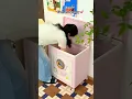Movable foldable storage box from meesho meesho finds shorts