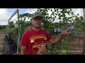 P1 - How To Air Clone Grape Vines Part 1