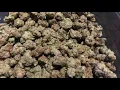 STRAIN APPRECIATION MOCHI