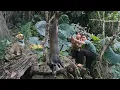 Download Lagu Wild boar destroyed my cassava garden, trapping skills, catching wild boar, farm life, survival farm