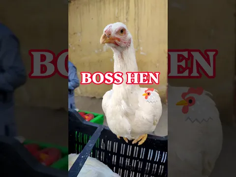 This Curious White Chicken Stole My Heart This Morning ππΊπΈ | USA Mini Farm