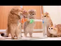 Lagu Kittens and Cats learn Сatches FISH. 🐟🐠 Too funny |Too cute