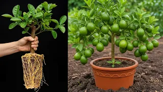 Get Fruit FASTER: How to Air Layer Your Lemon Tree Like a Pro #lemon #garden #gardening
