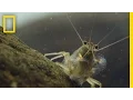 Download Lagu Thanks to Shrimp, These Waters Stay Fresh and Clean | Short Film Showcase