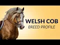 Welsh Cob Horse Breed Profile History - Price