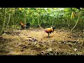 Download Lagu Mikat ayam hutan merah dikebun singkong