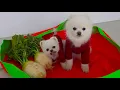 Kimchi-maakdag voor K-Puppies! En Pongki heeft haar verstopte neus gekregen dankzij...?