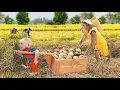 Download Lagu Unbelievable Moment 😲 Baby monkey insists follows help Cutis harvest