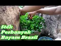 Download Lagu Memperbanyak Bayam Brazil dengan Stek