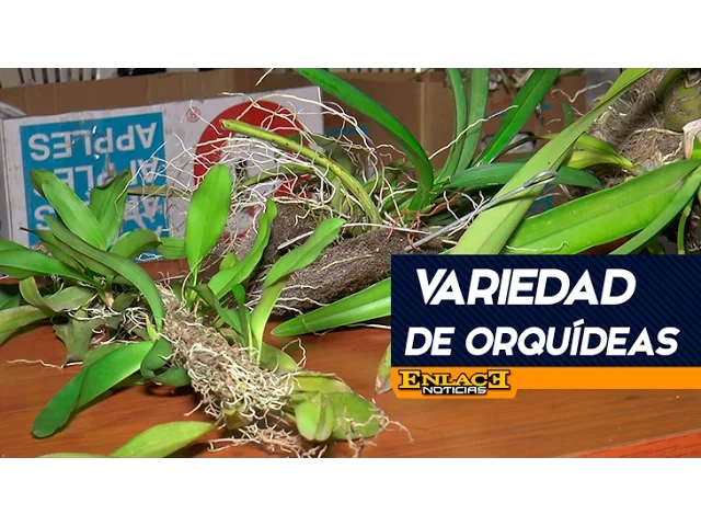 COLOMBIA TIENE LA MAYOR VARIEDAD DE ORQUÍDEAS