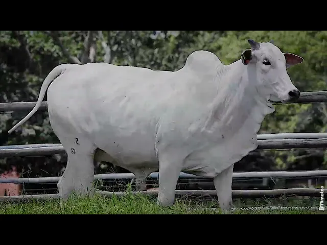 Novilha Nelore SGN - 2562