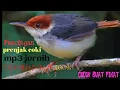 Download Lagu Pancingan/pikat prenjak coki  mp3 jernih