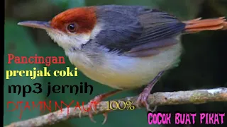 pancingan pikat prenjak coki mp3 jernih