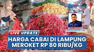 harga cabai merah tembus rp 80 ribu per kg di lampung cabai rawit juga naik jadi rp 50 ribu