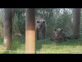 Download Lagu Mystery Sow's Blonde Cub is Curious About 806M, 273M, and 94M Small - August 21, 2025 (explore.org)