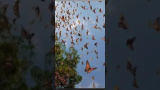 If I Close My Eyes لو ك نت نغم ض عينيا 