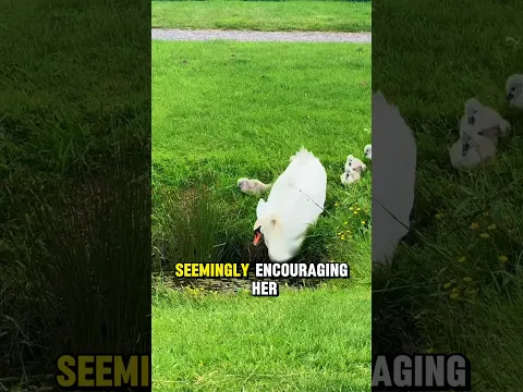 Baby SWANS Followed Mom?! 😍