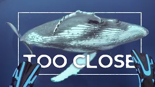 TOO CLOSE FOR COMFORT🐋😳…Crazy humpback whale encounters in Tonga! (Expedition Drenched S1 Ep.11)