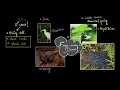 Frog morphology Structural organisation in animals Class 11 Biology Khan Academy