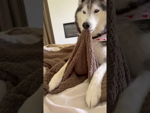 I hid my Husky’s treat under the blanket & SHE GOT MAD 👀😳