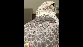 قصيدة انا لابينت للرجال تقديره عديم 