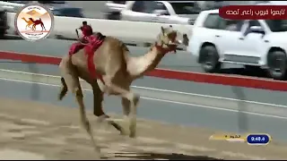 الشوط      السيف الإمارات   هملوله   ل  هجن الرئاسة المضمر   علي بن جميل الوهيبي التوقيت           دندنها