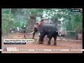 പാലക്കാട് അയ്യപ്പൻവിളക്കിനിടെ ആന ഇടഞ്ഞു | Palakkad | Elephant