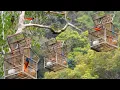 Download Lagu Mikat burung mantenan gacor hutan Sumatera