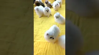                                دندنها
