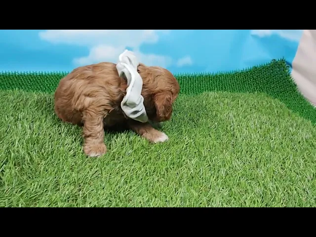 動画