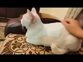 Spanking the CAT