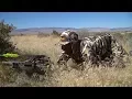 SPOT AND STALK ON BULL ELK IN IDAHO DESERT - EP 39