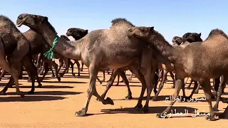 مسيرة لطامات منقية أبناء عايض بن دغيثر العتيبي 