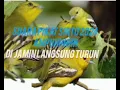 Download Lagu SUARA PIKAT BURUNG SIRTU CIPOH AMPUH 2024 di jamin turun