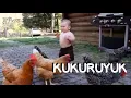 Download Lagu Kukuruyuk Ayam Jago - Lagu Populer - Lagu Anak Indonesia