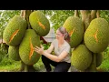 Download Lagu Farm Life: Harvesting Jackfruit Durian, Selling at Market \u0026 Family Recipes | Lý Thị Ca