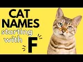 100 Cat Names Starting With F Boy and Girl Cat Names F Cat Names