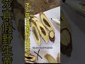How to identify true and false wild astragalus herbal medicine