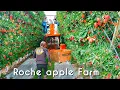 Download Lagu These apple trees look amazing -Modern agriculture to harvest apples🍎🍎