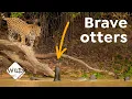 Giant Otter Families Can Fight Off a Jaguar Wild to Know