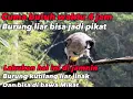 Download Lagu ▶️ tutorial menjinakan burung KUTILANG liar || cuma butuh waktu 4 jam langsung bisa di bawa Mikat