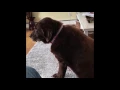 Download Lagu Dog farting louder than any human