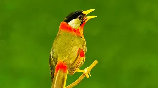 Download BURUNG PANCAWARNA GACOR UNTUK MASTERAN  | Silver Eared Mesia MP3